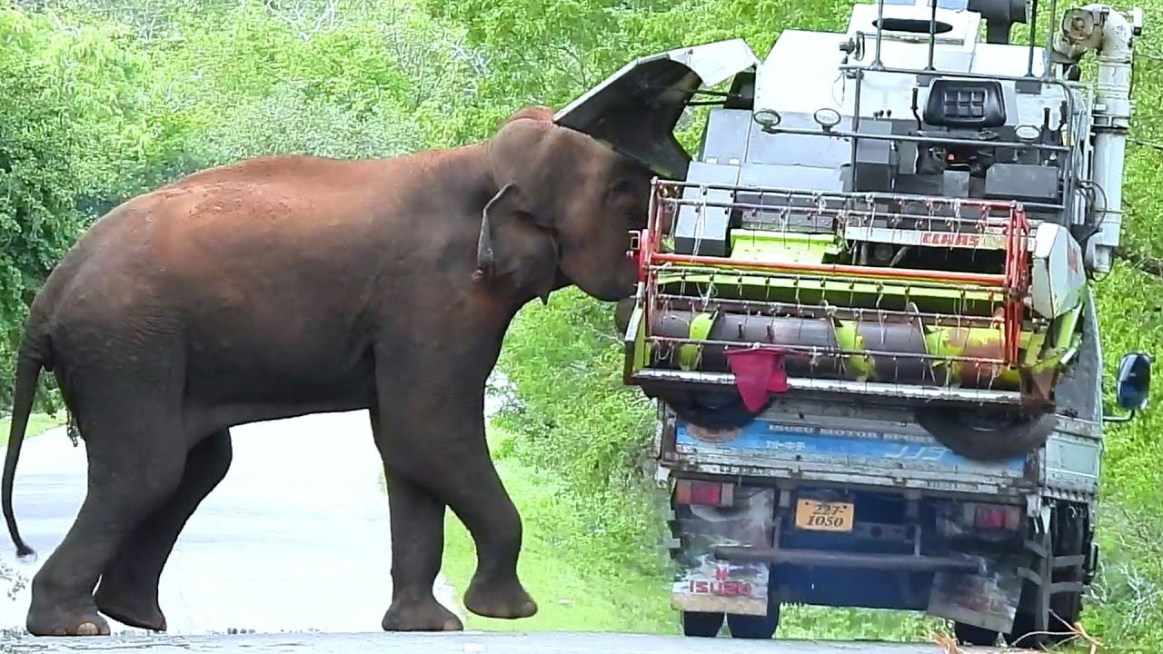 A ferocious elephant makes people mad