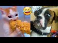 Los Mejores Videos Chistosos 2024 viral risas Gatos y Perros Entretenimiento funny Pásala Bonito
