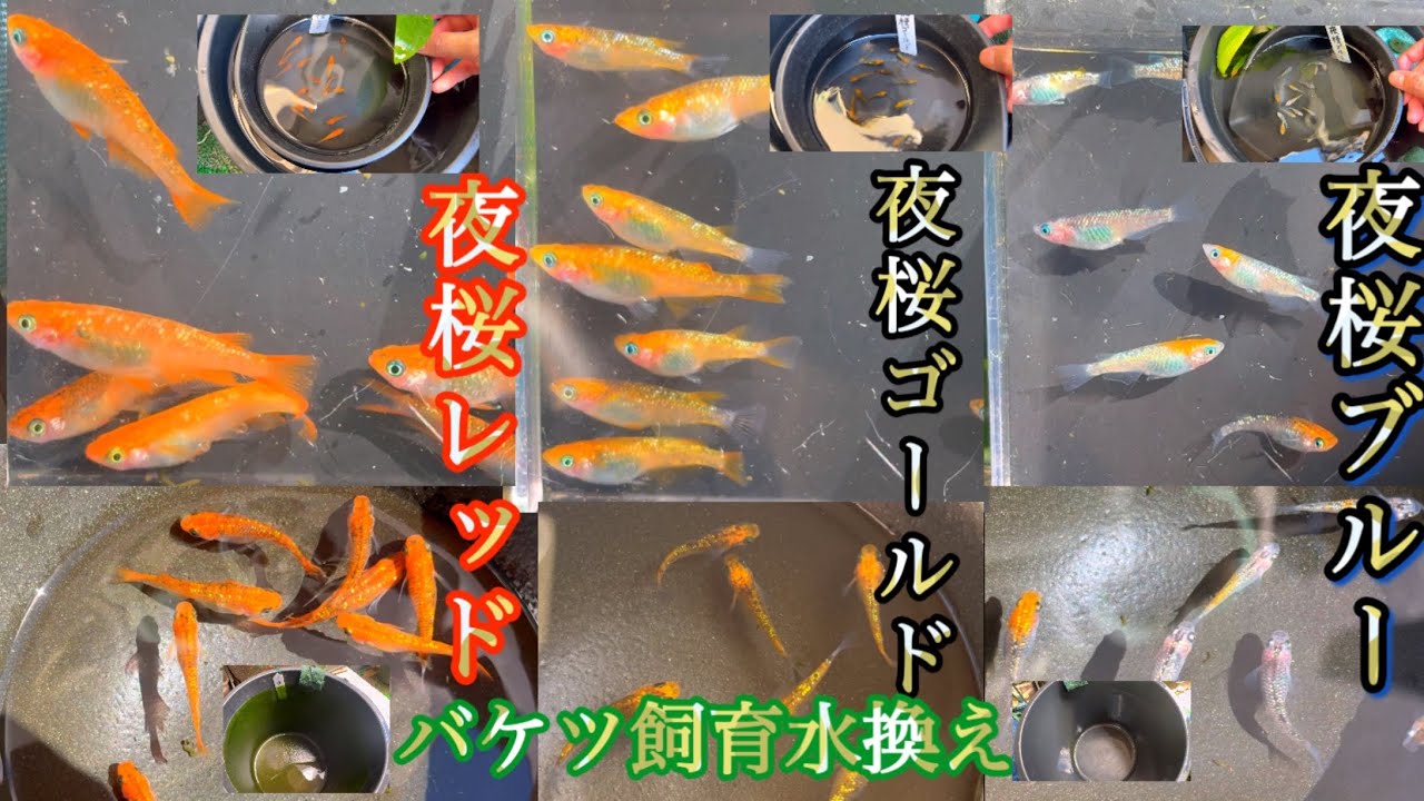 【メダカ】バケツ飼育水換え‼️夜桜種親‼️横見上見‼️