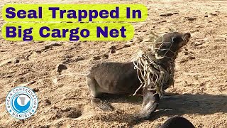 Seal Trapped In Big Cargo Net