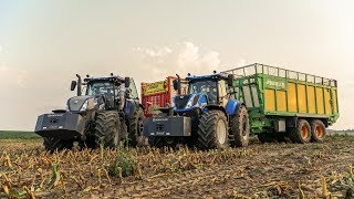Koszenie Kukurydzy 2019 Gr Majchrzycki 8X New Holland Jcb