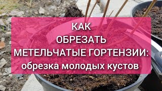 Как обрезать метельчатые гортензии. Обрезка молодых саженцев метельчатой гортензии