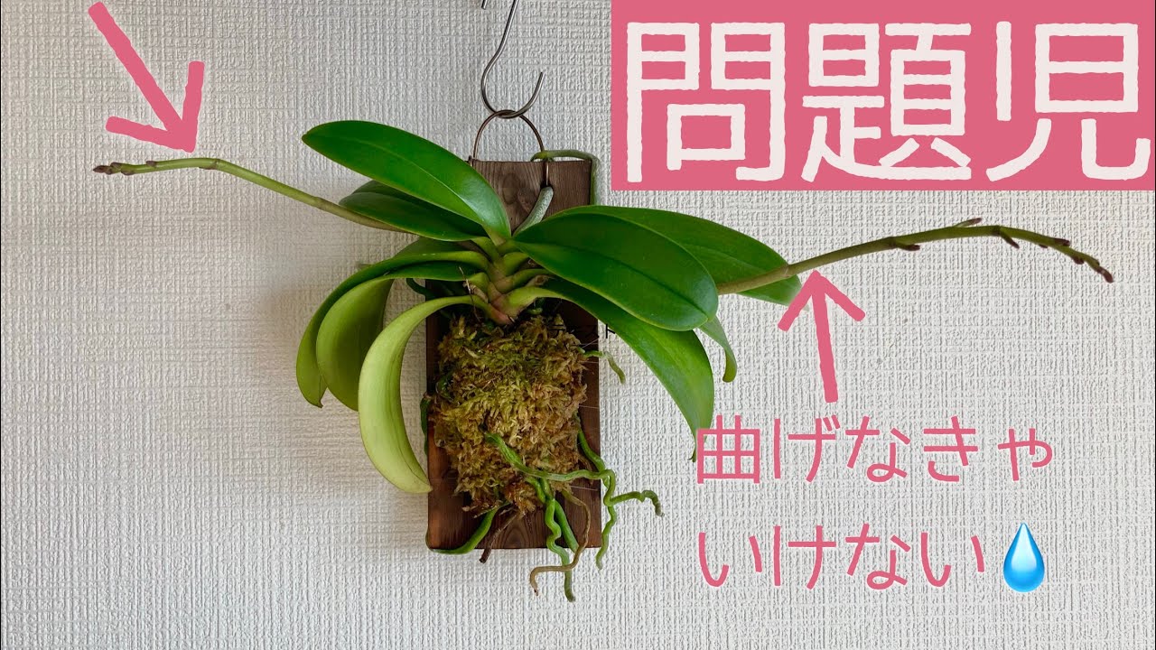 【胡蝶蘭】支柱を使わずに花茎を曲げます