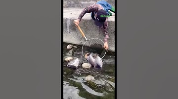 Cá Lớn - Rình mò bắt Cá Rô Phi ẩn nấp 😱 #khacthuyvlogg