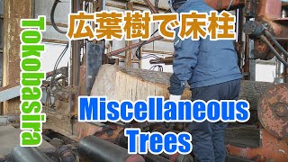 Miscellaneous Trees (tokobasira) sawing!!雑木・床柱の製材です。