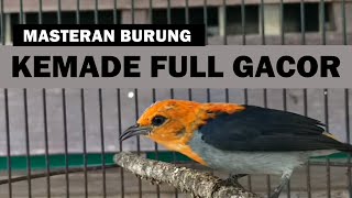 Suara CIT KERES GACOR , Pancingan Burung cabe KEMADE liaran BAHAN agar bunyi NGALAS nembak PEDAS Lot