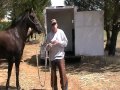 Understanding Horse Instincts - Being a voice for the Horse - Rick Gore Horsemanship