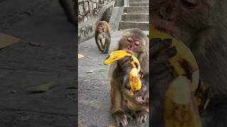 monkey happy to get sweet banana #feedinganimal