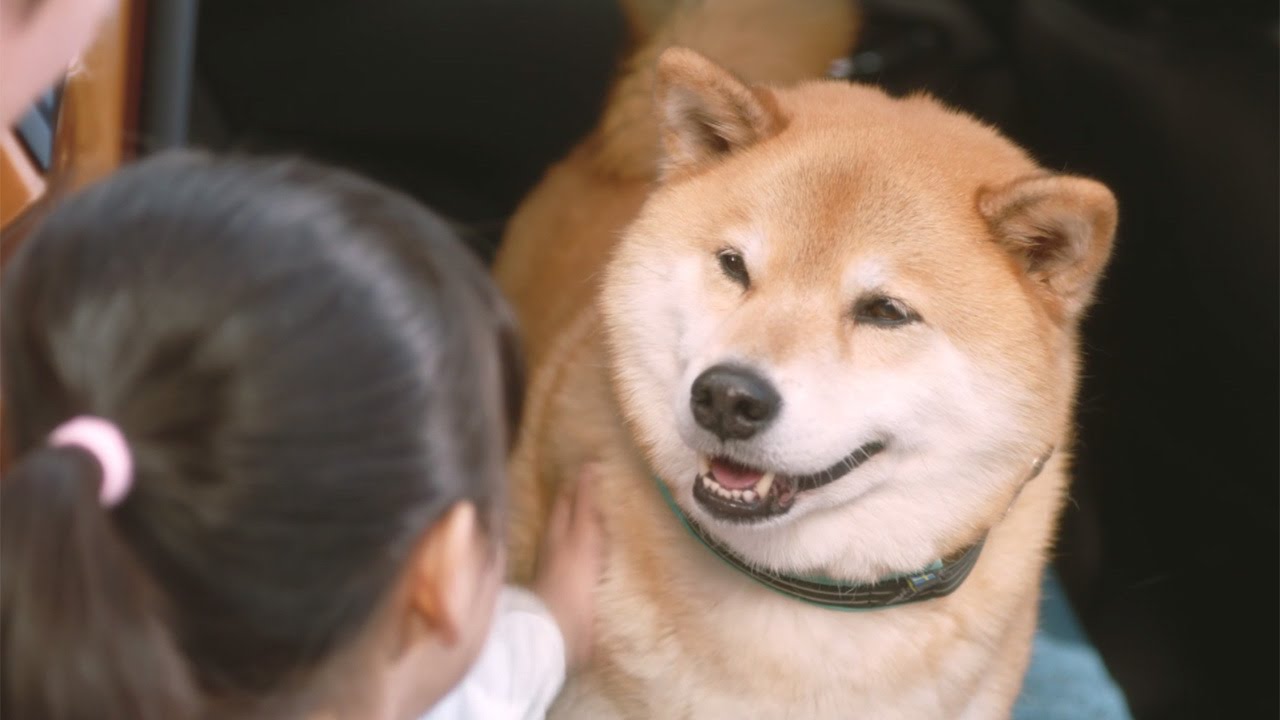 柴犬まる インスタ世界一のアイドル犬の新作ムービー公開 Shibainu Maru Youtube