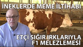 İneklerde Meme İltihabı, Mastitis, Etçi Sığır Irklarıyla F1 Melezlemesi by ÇİFTÇİ TV 639 views 4 days ago 40 minutes