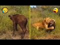ईस बछड़े को पता नहीं था की झाड़ियों में शेर छुपा था 😥 ll Wild animal amazing fight recorded on cam..