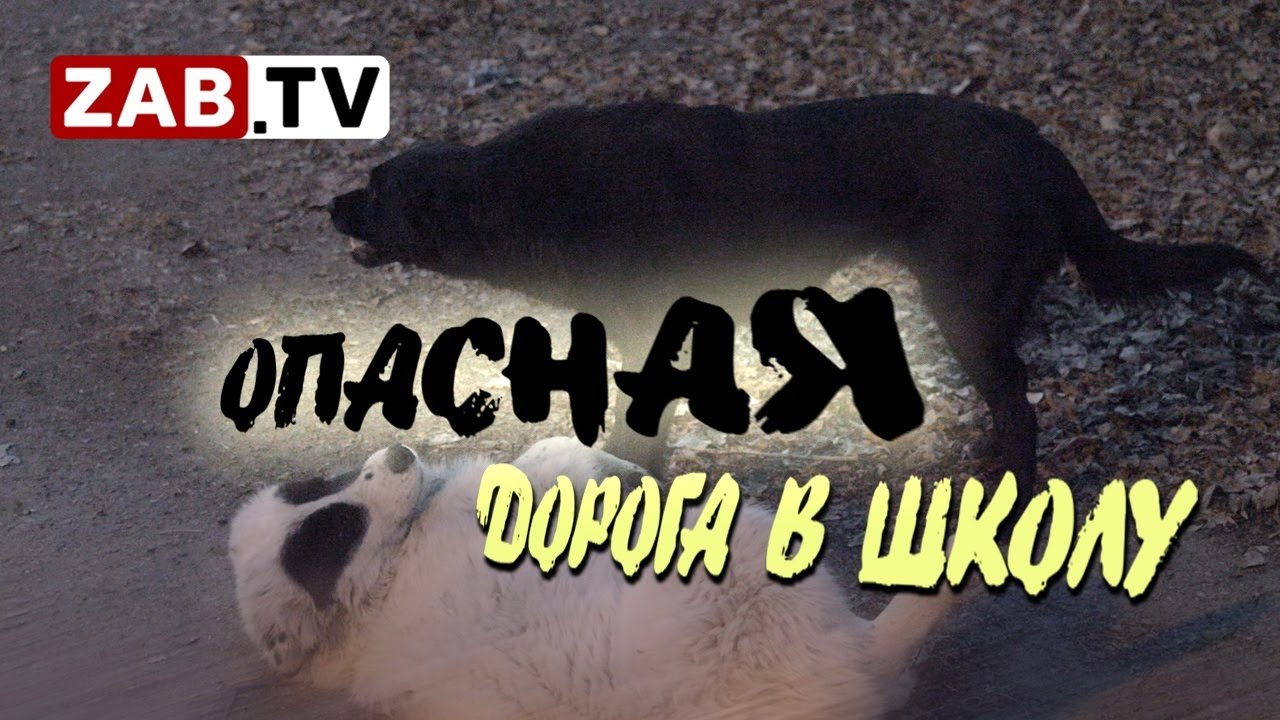 Жители Железнодорожного района Читы: \"Собак чипируют, а зубы то у них ...