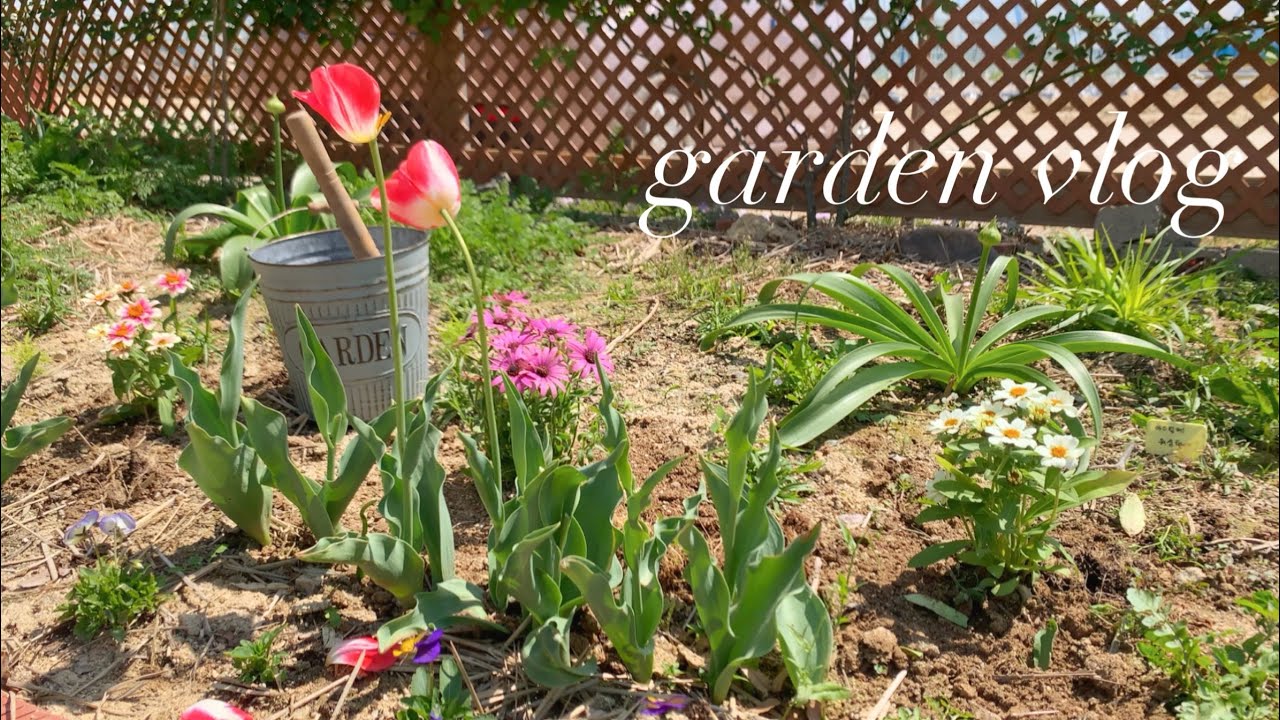 정원의 희망을 마음에 담기. 늘 꽃이 고픈 나의 정원에 새로운 꽃으로 옷입히기🌼