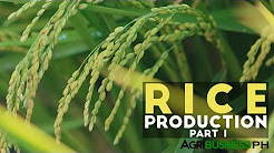 thesis on rice business in the philippines thesis on rice business in the philippines