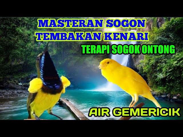 MASTERAN SOGOK ONTONG FULL TEMBAKAN KENARI+SUARA AIR GEMERICIK class=