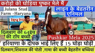 हरियाणा के दीपक भाई पुष्कर मेले मैं लाए हैं बेहतरीन करोड़ों की कीमत वाली घोड़िया !