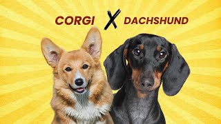 Corgi + Dachshund = Dorgi! Meet This Adorable Hybrid Dog