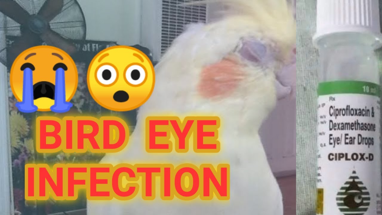 Birds Eye Infection in Tamil #eggfood #Birdseyeproblem #eyeinfection #cockateils