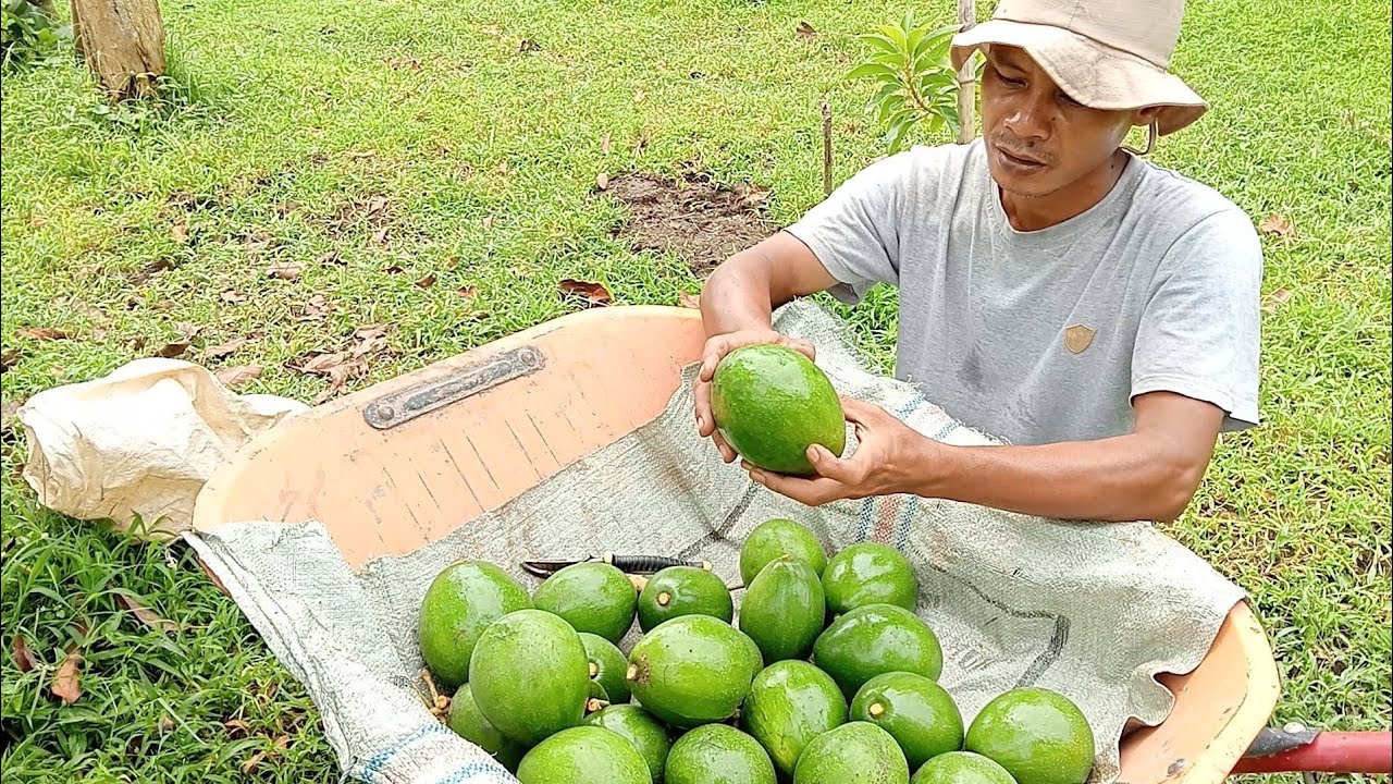 Panen alpukat Miki di belakang rumah.