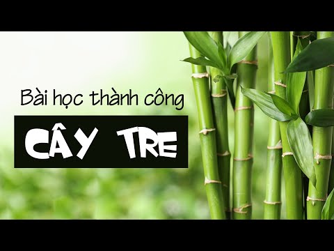 Video BÀI HỌC TỪ CÂY TRE (Nghe kể chuyện hay) - youtube
