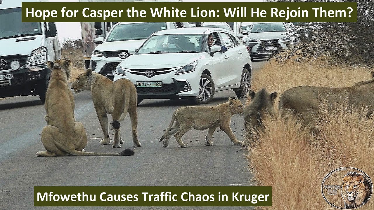 The Comeback of Mfowethu: Casper the White Lion’s Last Shishangaan Brother Causes Traffic Jam – Video
