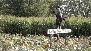 Local pumpkin patch continues to grow in Norfolk