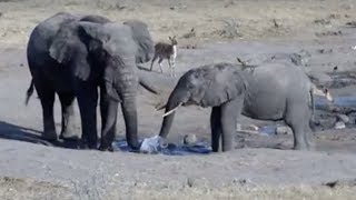 LIVE: Wild Elephants at African Watering Hole | The Dodo LIVE