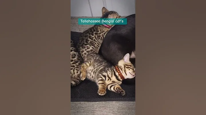 Video 8666881: bengal cat breed, bengal cat family