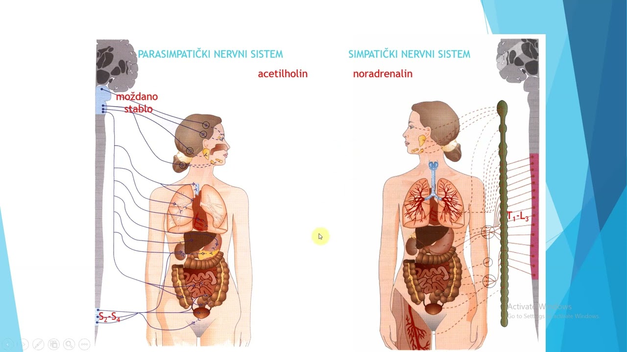 AUTONOMNI NERVNI SISTEM