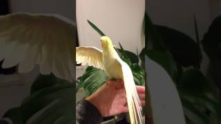 オカメインコ 口笛 となりのトトロ となりのトトロ 検索動画43 オカメインコ 口笛 となりのトトロ となりのトトロ 検索動画 43