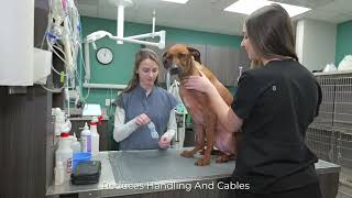 Bionet O‘Pet Curv (Veterinary Wireless Vital Signs Sensor) - Introduction and Walkthrough