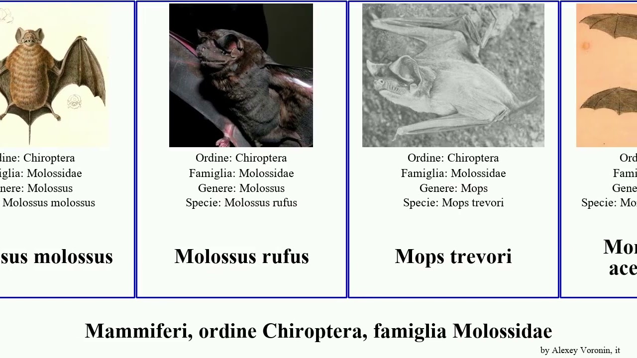 Mammiferi, ordine Chiroptera, famiglia Molossidae order Chiroptera family Molossidae tadarida
