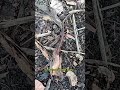 Amazing Red-Legged Millipede Crawling Through the Forest Floor
