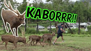 Dikejar Rusa Birahi Grebek Penangkaran Rusa Timor