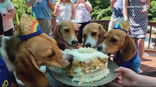 Rescued beagles reunite with birthday party