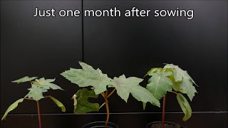 Growing Castor Oil Plants From Seed (With Time Lapse)