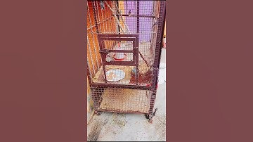 java sparrow bathing💥#bathing #birdbaths #shorts 💥