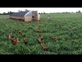 How We Move 1,000 Hens To Fresh Pasture Every Day