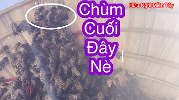 HNMT | Sự thật bất ngờ khi bắt ong trong trụ điện bằng long não