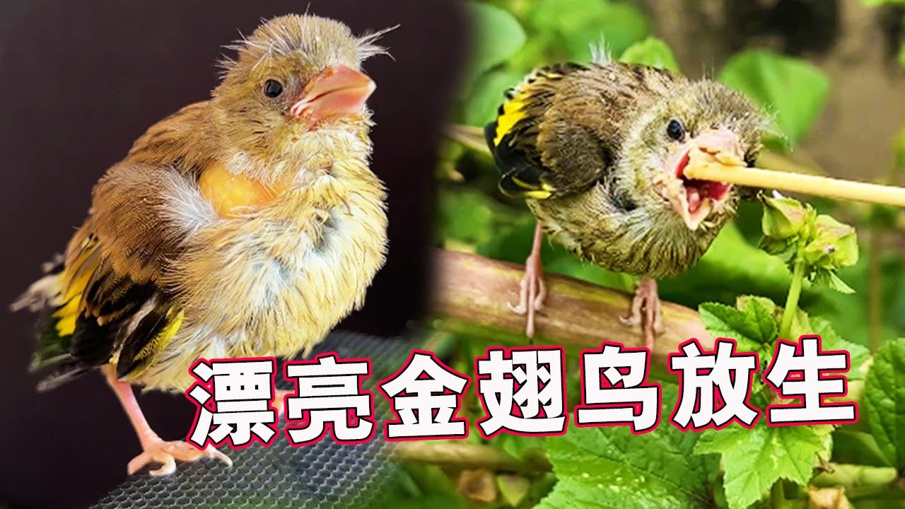 一只野性十足的小鸟成功放生！飞翔的那一刻才知道它有多美【天下一场梦】