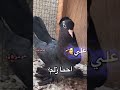 تصميمات معمارية لمنزل عصري حصري تصميمات معمارية لمنزل عصري حصري