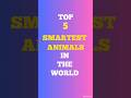 Top 5 smartest animals in the world viral shortsshorts tiktok