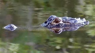 American Alligator video