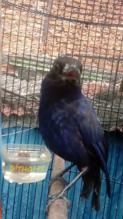 burung ciung batu gacor