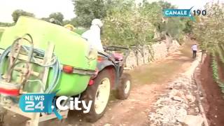PUGLIA | Coldiretti: aumentano i giovani lavoratori agricoli