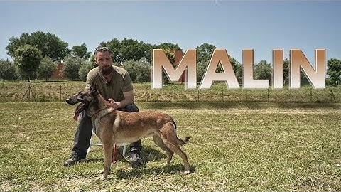 BELGIAN MALINOIS: Built for Action, Not for Beginners ⚠️🔥