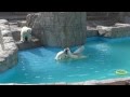 Lara the polar bear has a black cover as her toy in the water, at Sapporo Marutama Zoo, Japan