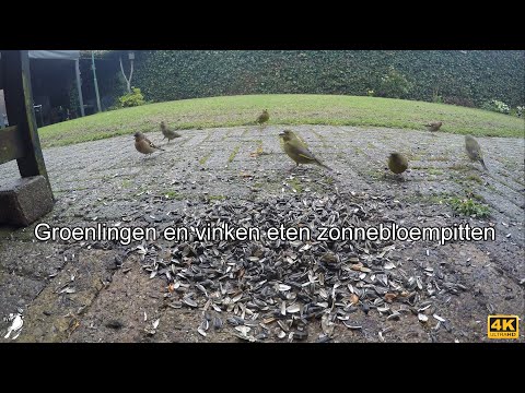 Groenlingen en vinken eten zonnebloempitten