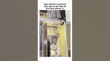 Cat understood the assignment #cat #cats #funnyshorts