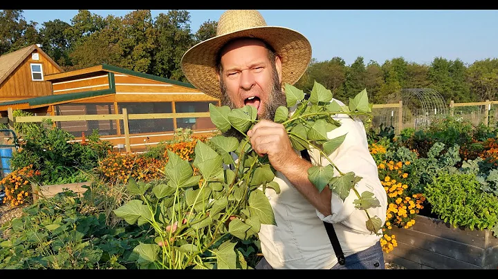 EATING SWEET POTATO GREENS!!